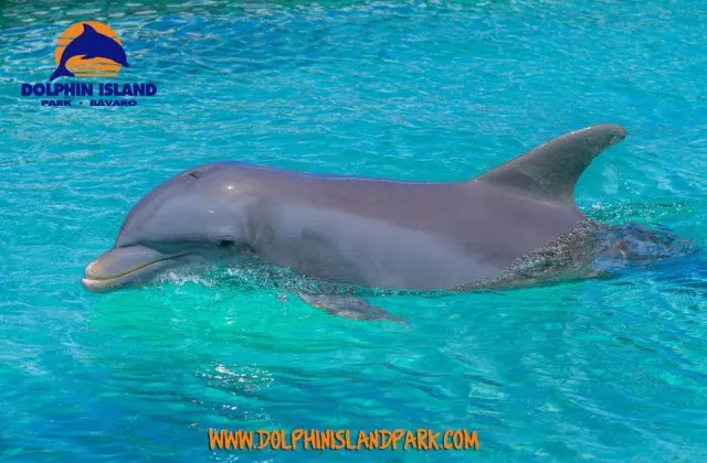 Dolphin Island Park Bavaro Dominican Republic